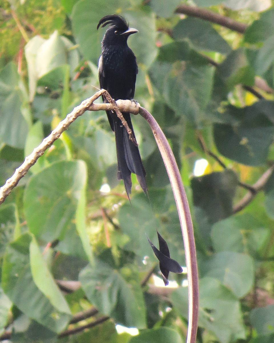 Greater Racket-tailed Drongo - ML641759138