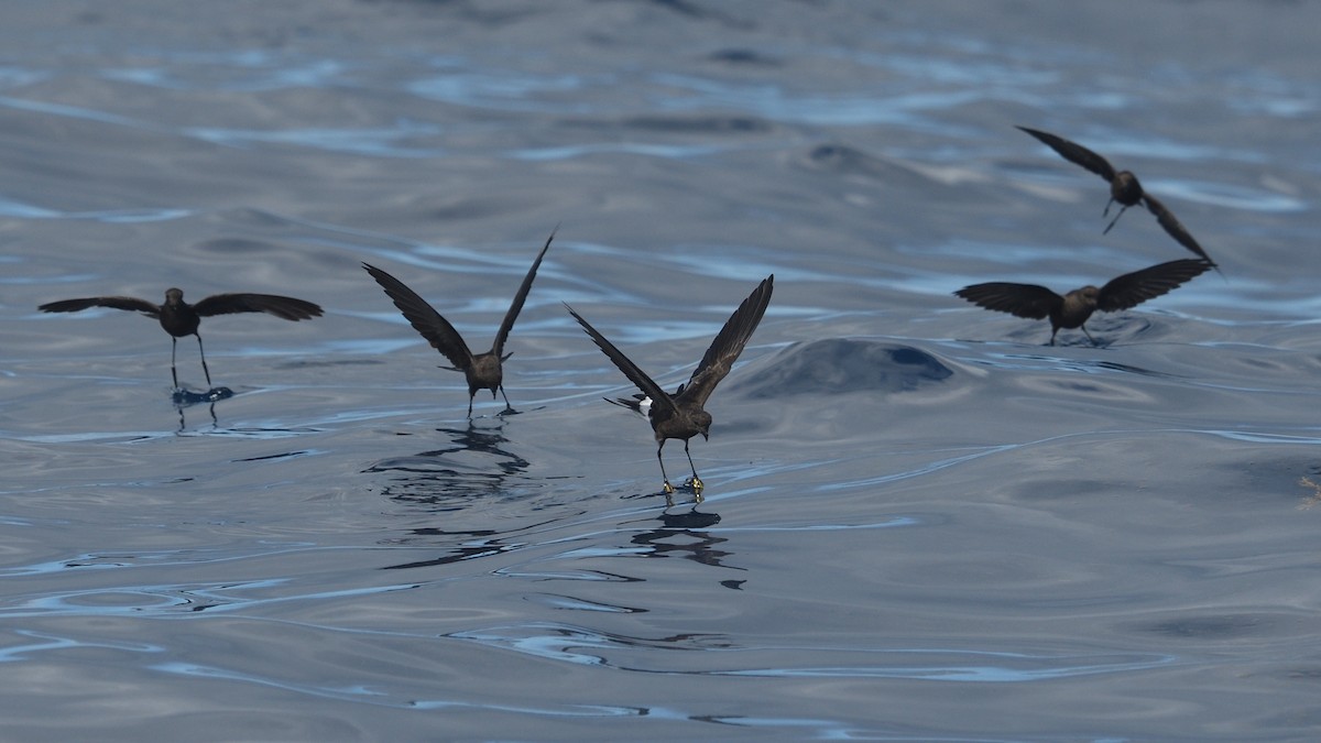 Wilson's Storm-Petrel - ML641759139