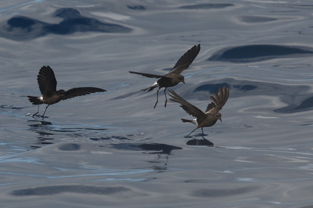 Wilson's Storm-Petrel - ML641759145