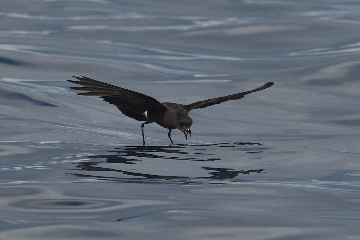 Wilson's Storm-Petrel - ML641759154