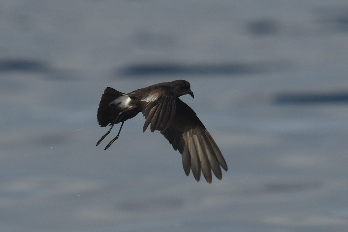 Wilson's Storm-Petrel - ML641759161
