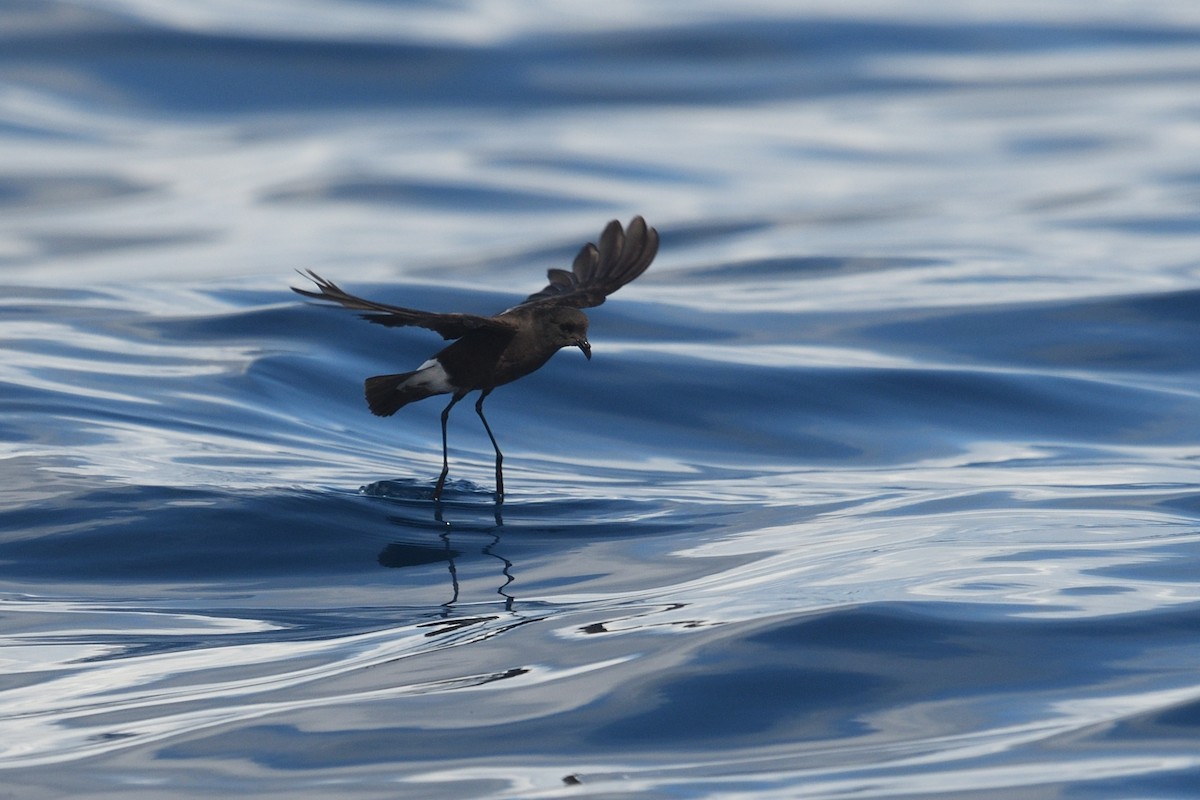 Wilson's Storm-Petrel - ML641759172