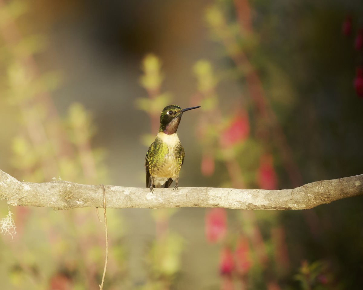 Amethyst-throated Sunangel - ML641759201
