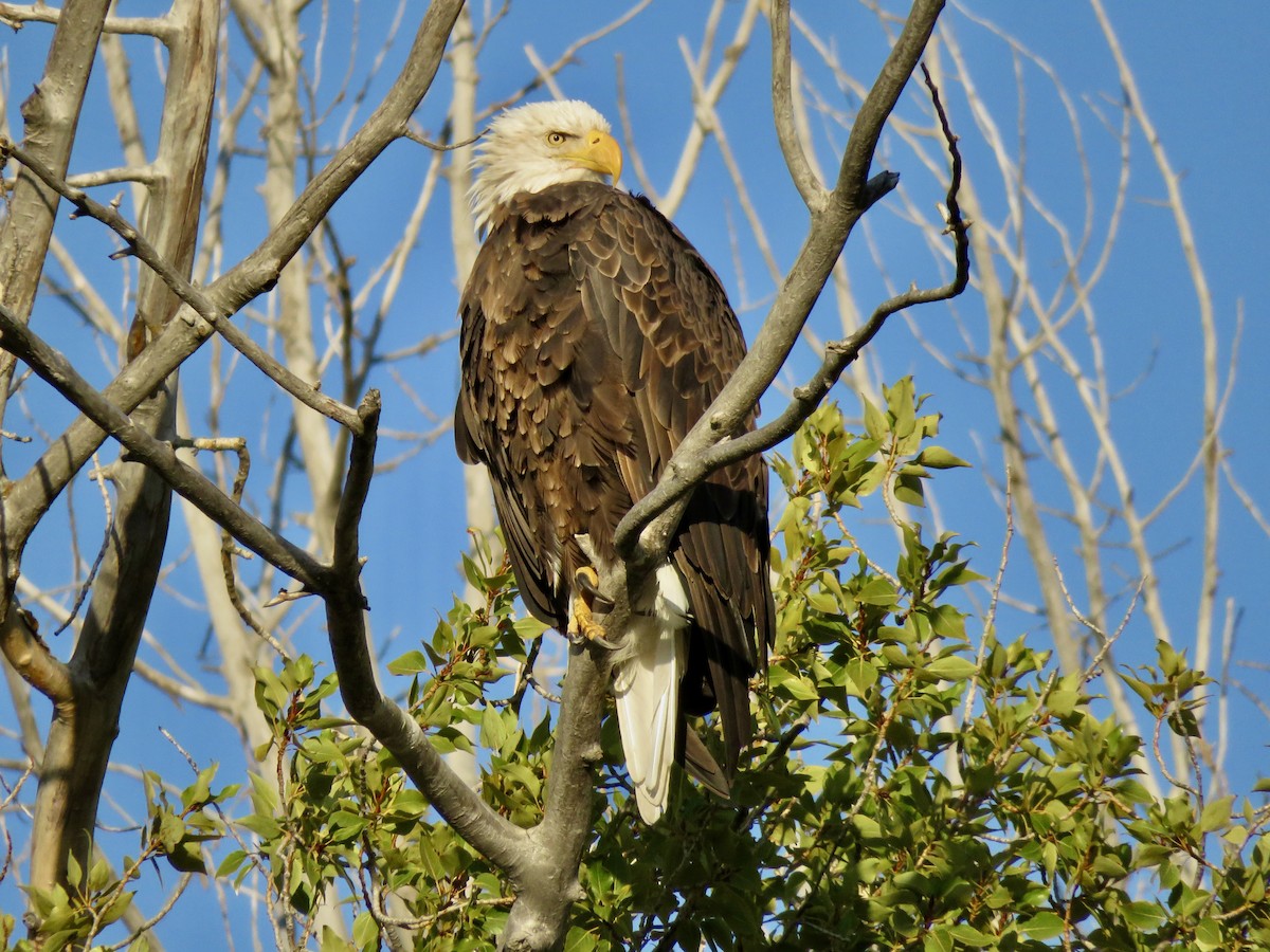 Bald Eagle - ML641759206