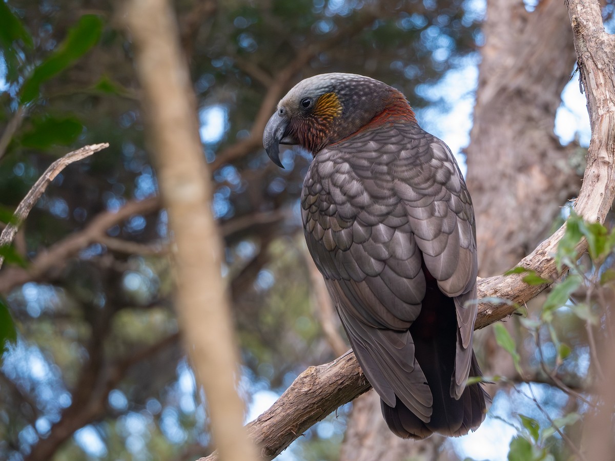 kaka - ML641759211