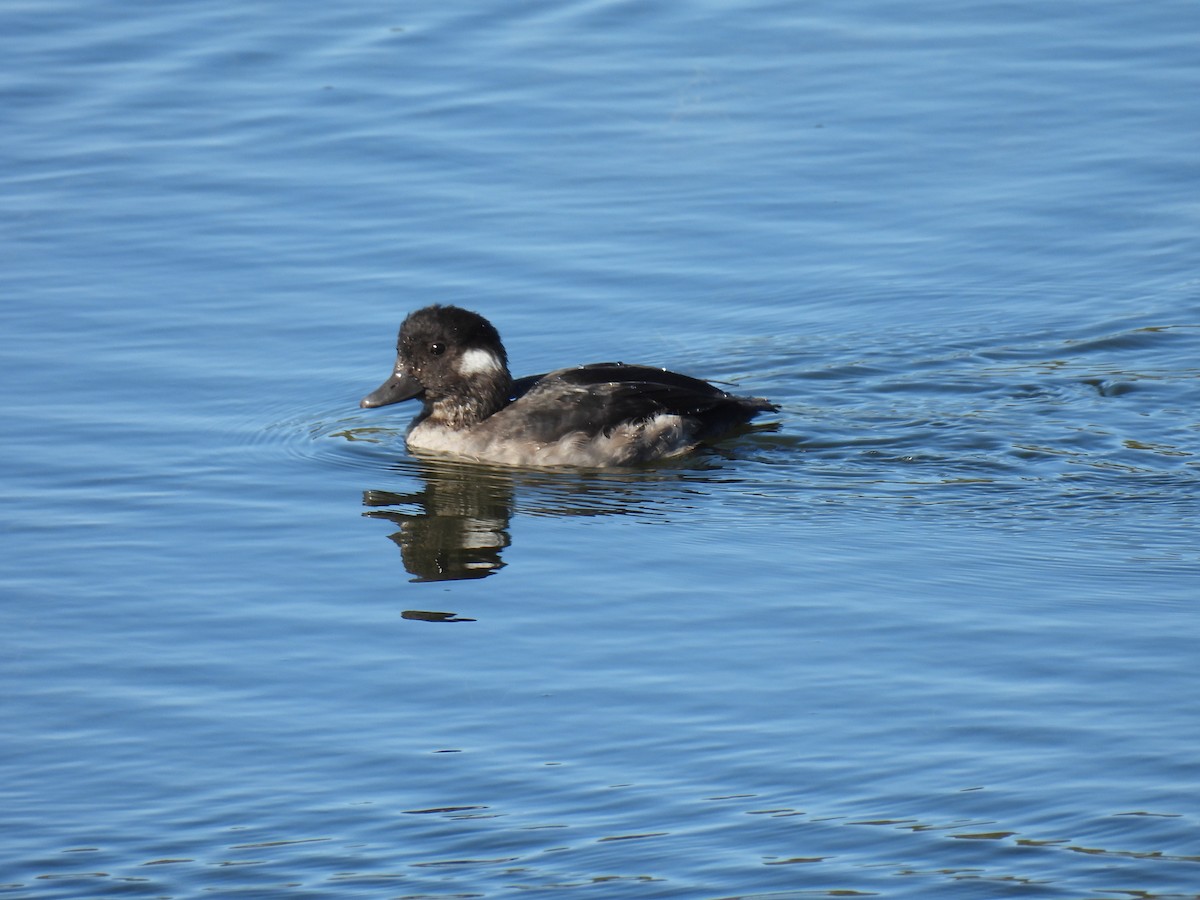 Bufflehead - ML641759214