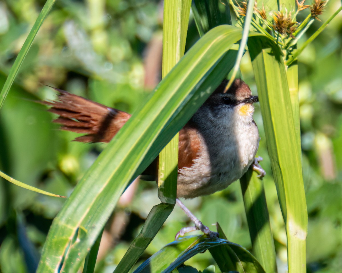 Yellow-chinned Spinetail - ML641759215