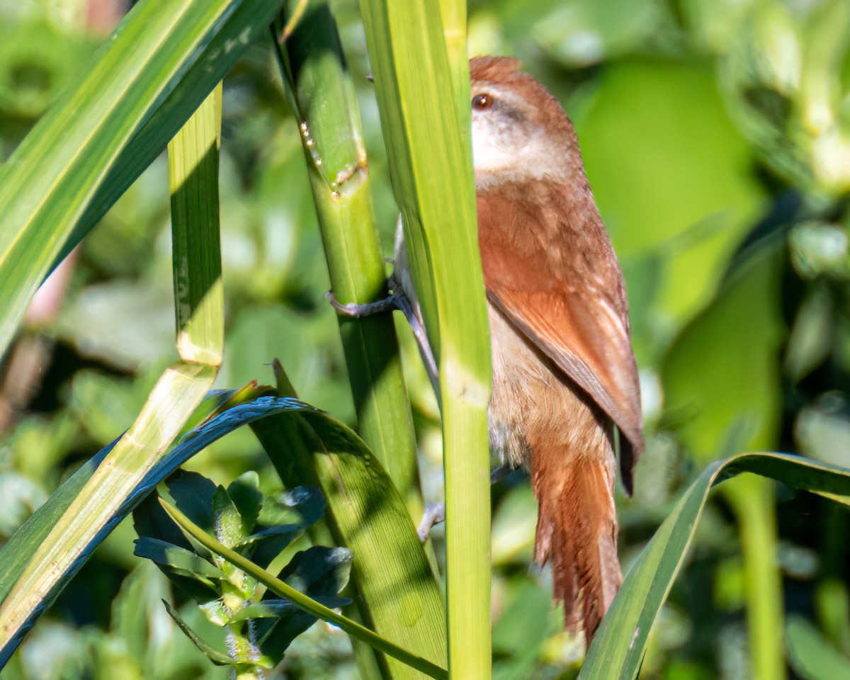 Yellow-chinned Spinetail - ML641759216