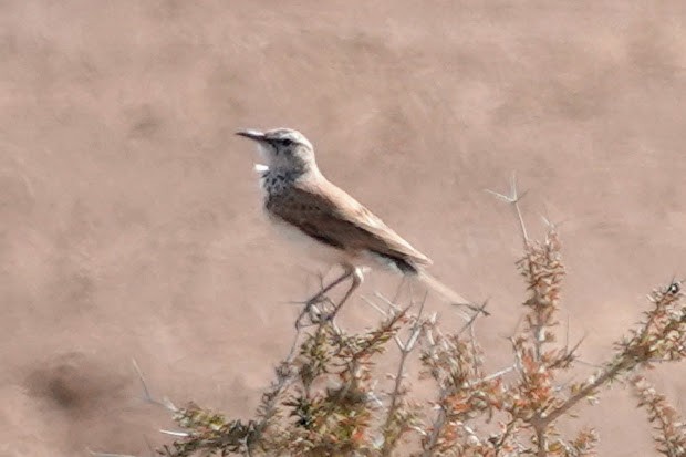 Karoo Long-billed Lark - ML641759255