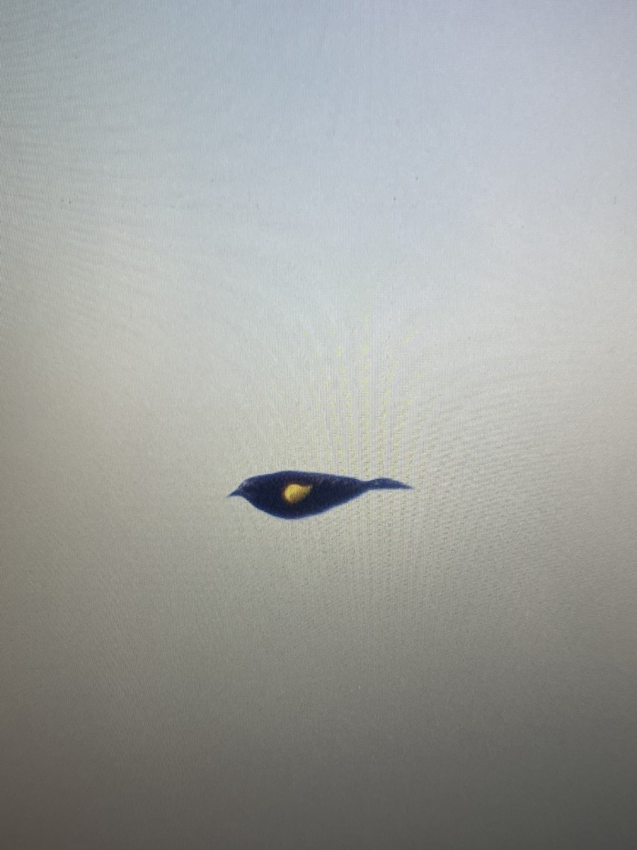 Yellow-winged Blackbird - ML641759267
