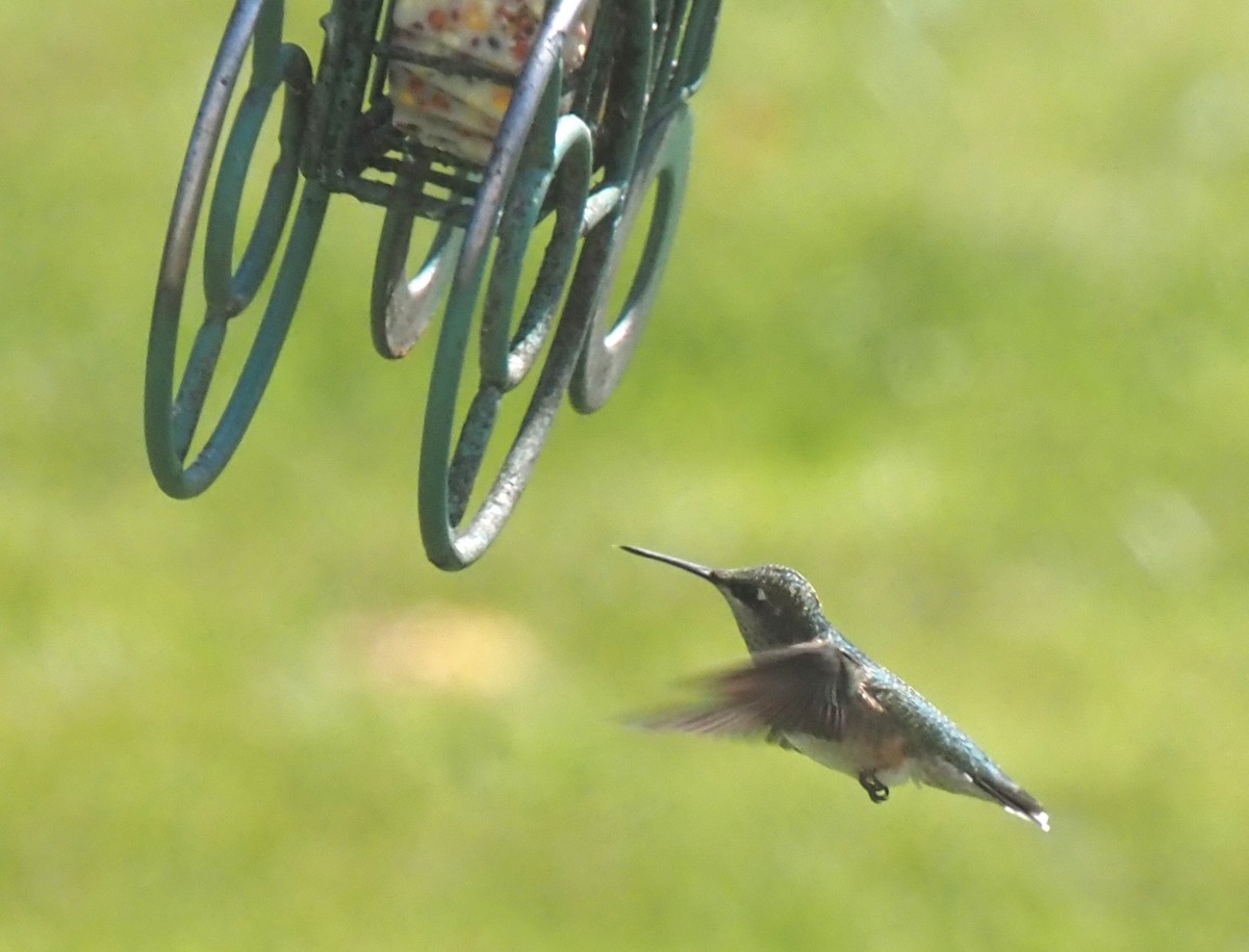 kalypta rubínohrdlá - ML641759298