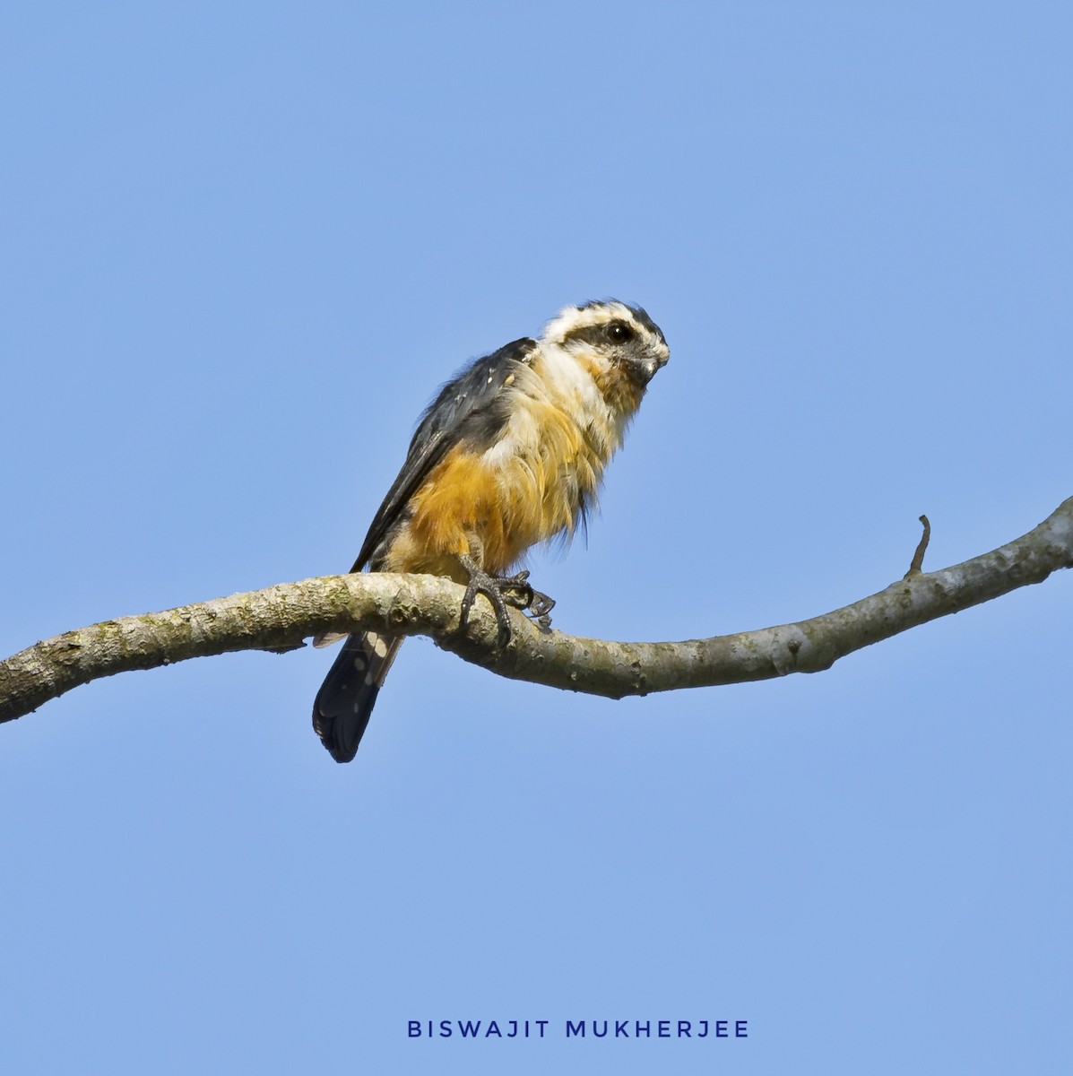 Collared Falconet - ML641759316