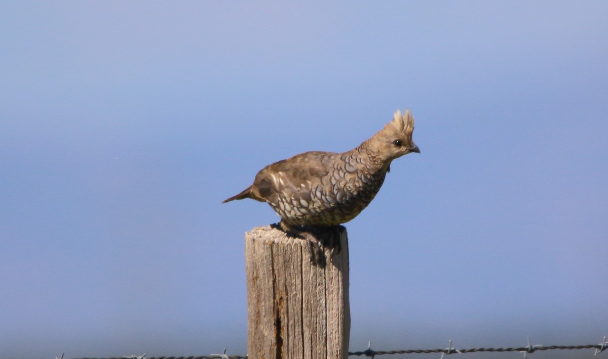 Scaled Quail - ML641759318