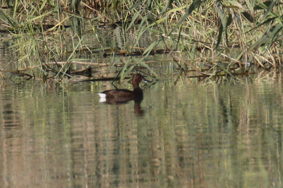 Ferruginous Duck - ML641759346
