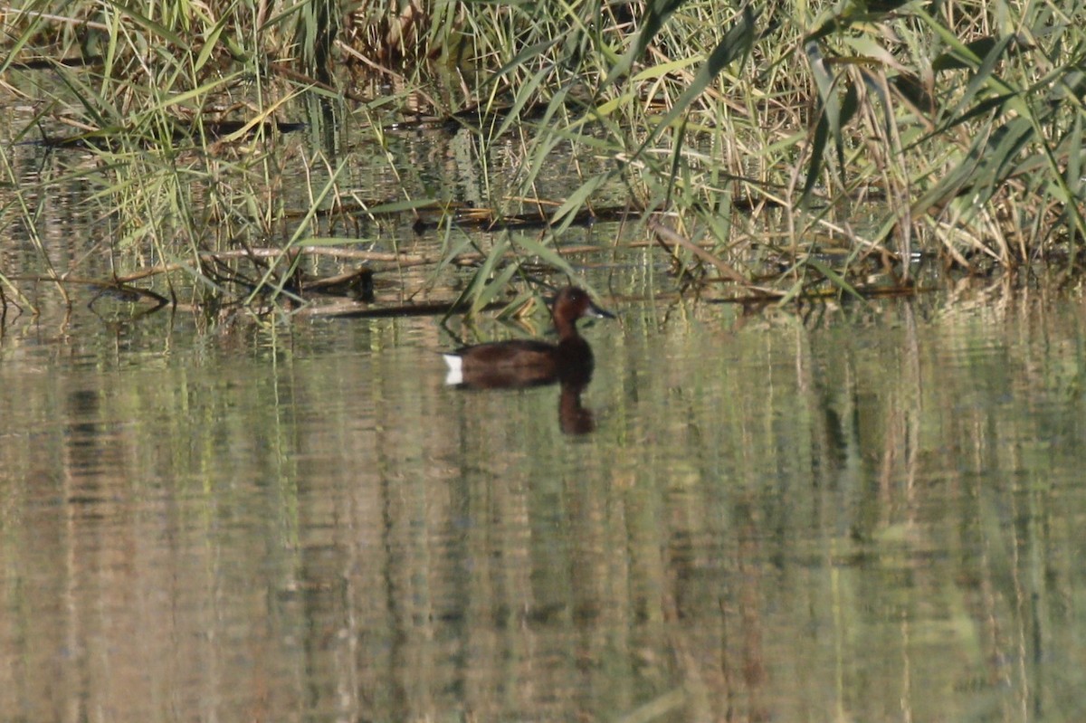 Ferruginous Duck - ML641759347