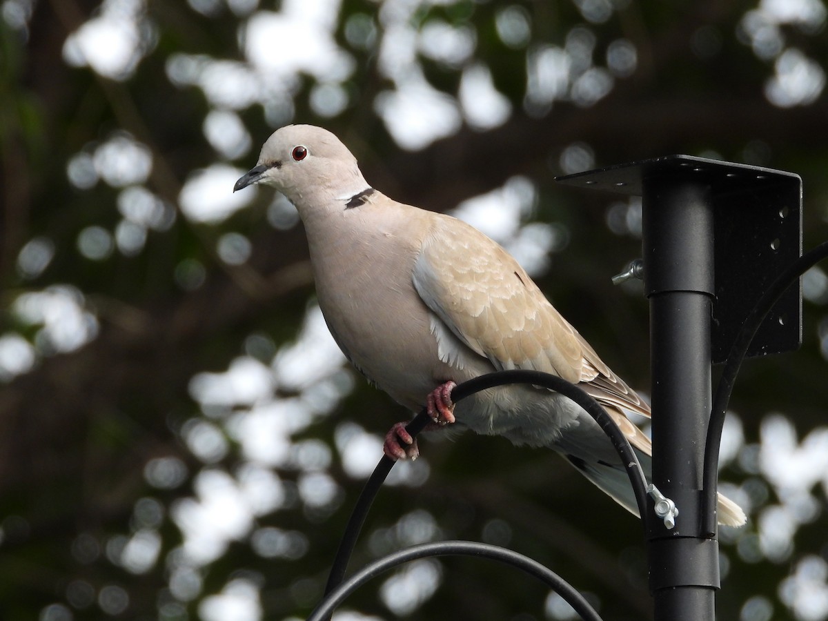 tyrkerdue - ML641759351