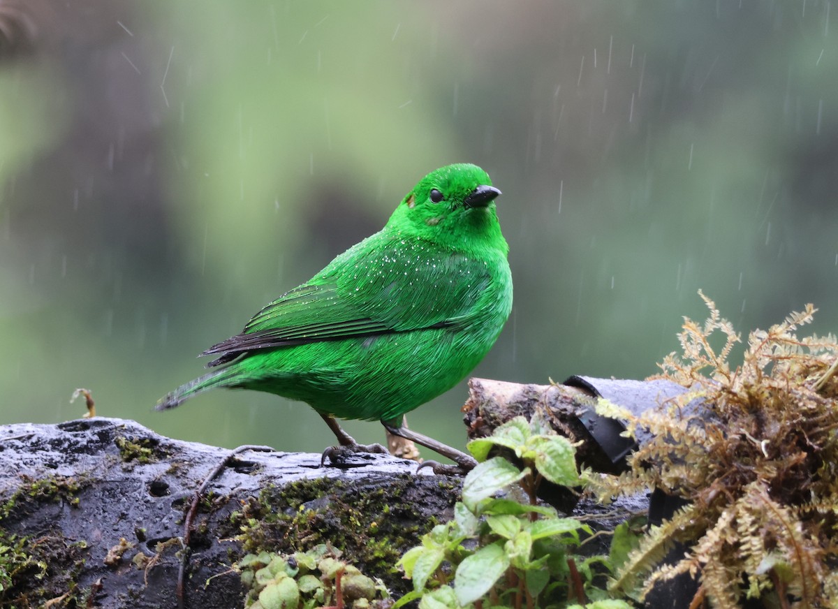 Glistening-green Tanager - ML641759416