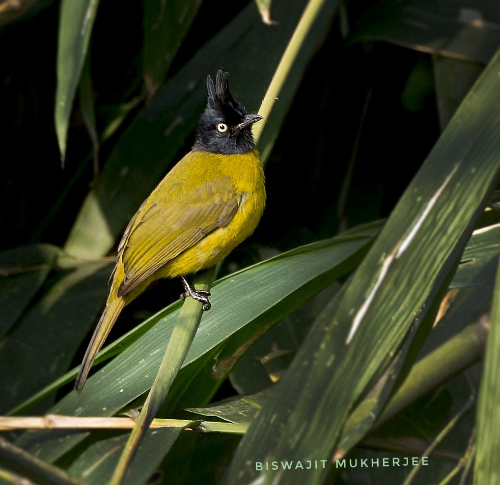 Black-crested Bulbul - ML641759473