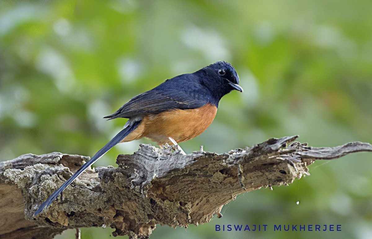 White-rumped Shama - ML641759479