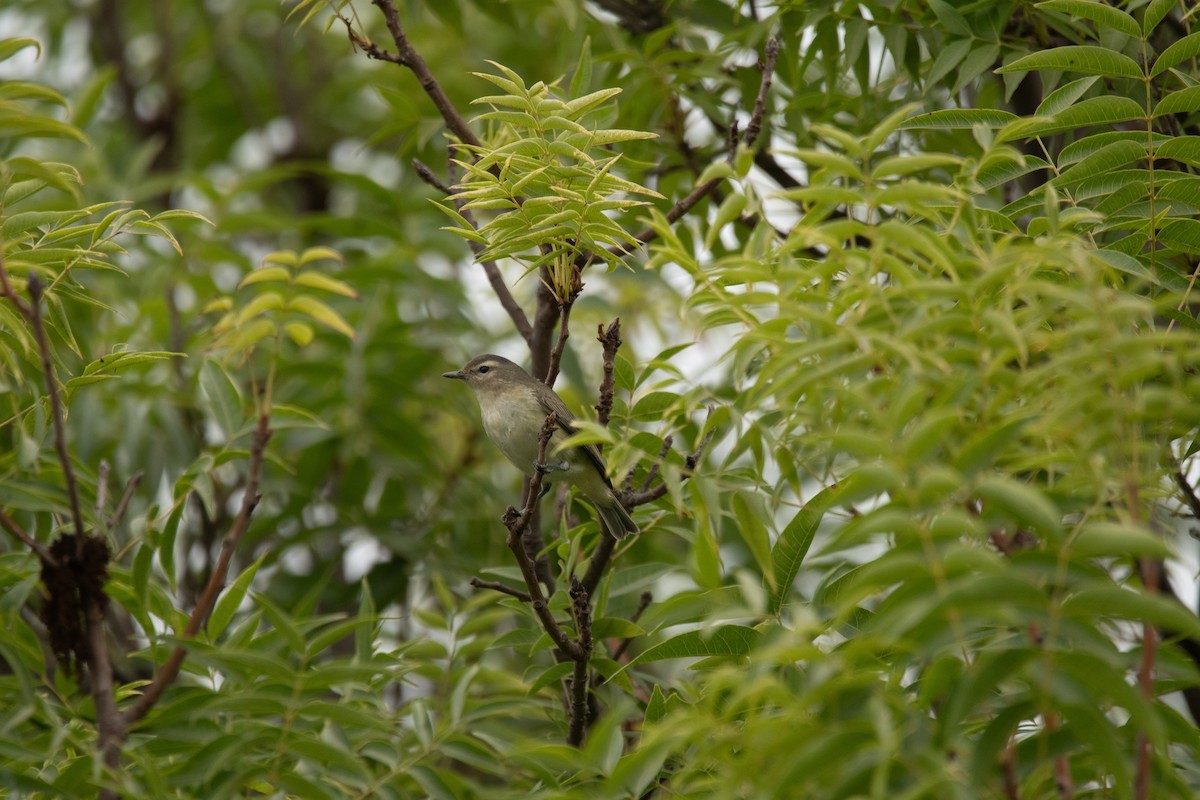 Warbling Vireo - ML641759480