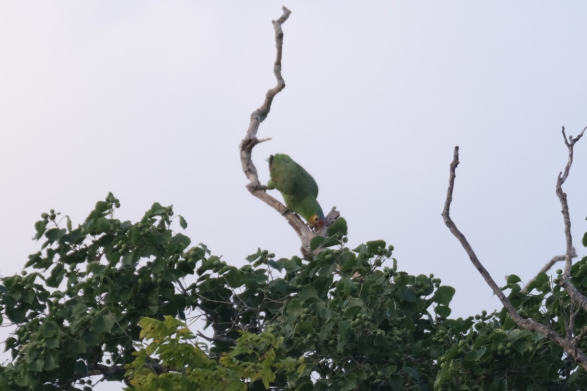 Red-lored Amazon - ML641759481