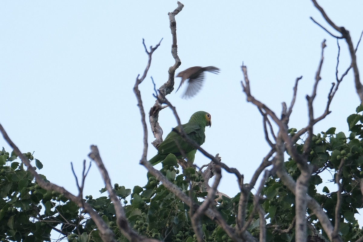 Red-lored Amazon - ML641759482