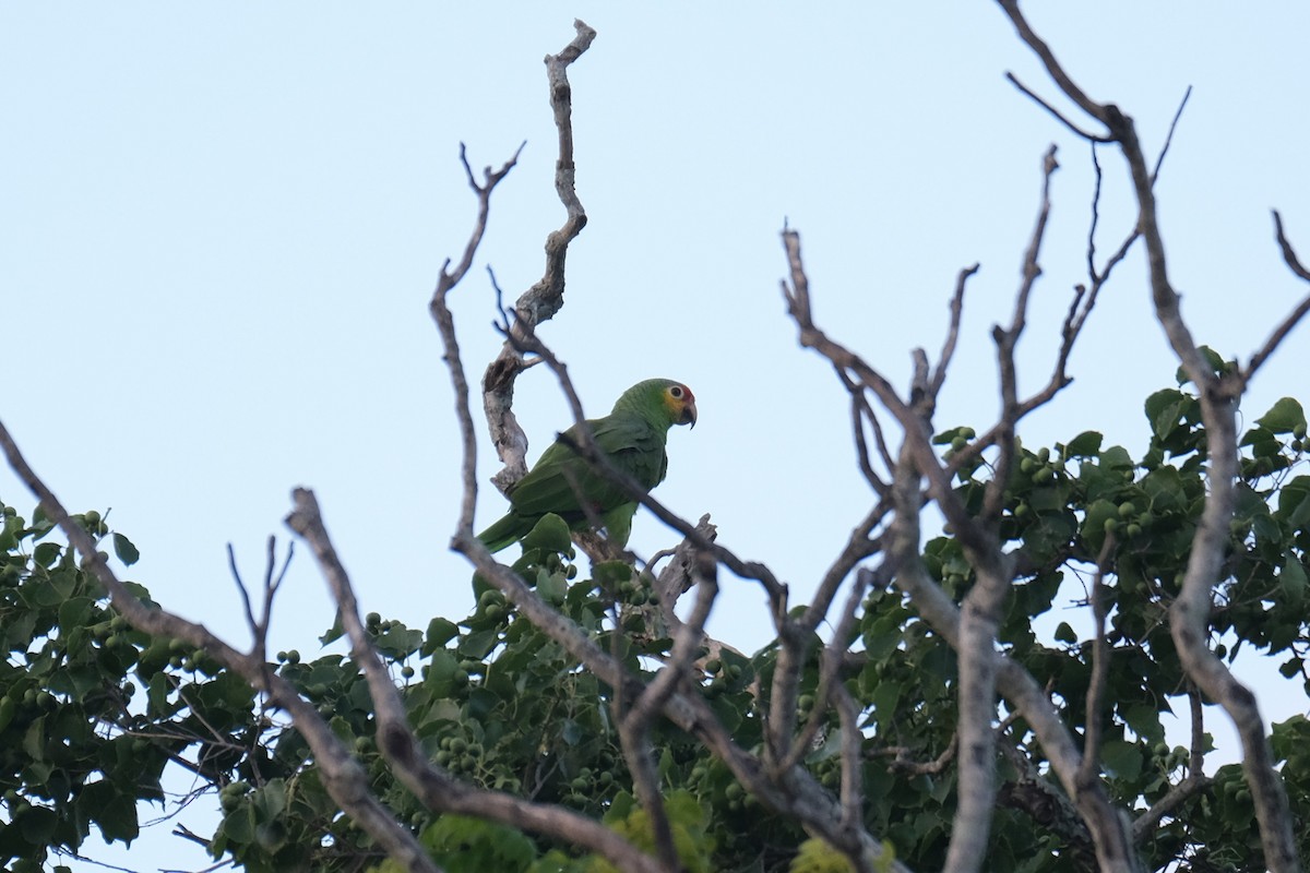 Red-lored Amazon - ML641759483