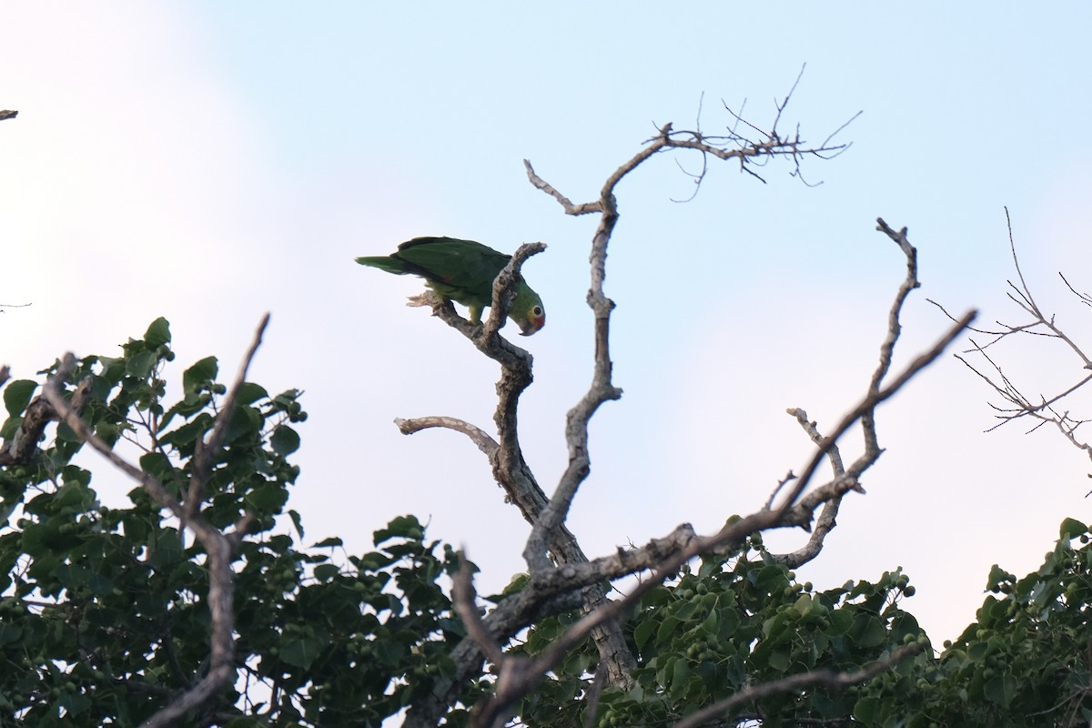 Red-lored Amazon - ML641759484