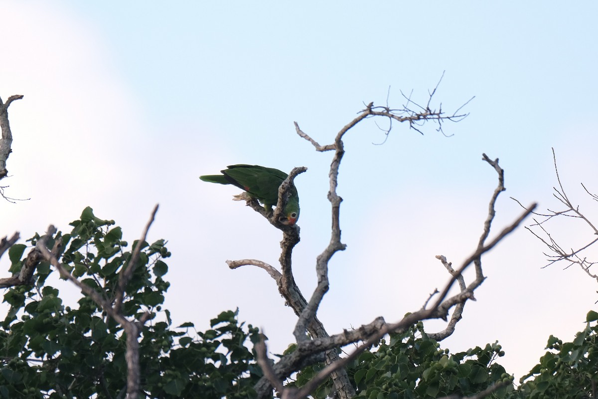 Red-lored Amazon - ML641759485