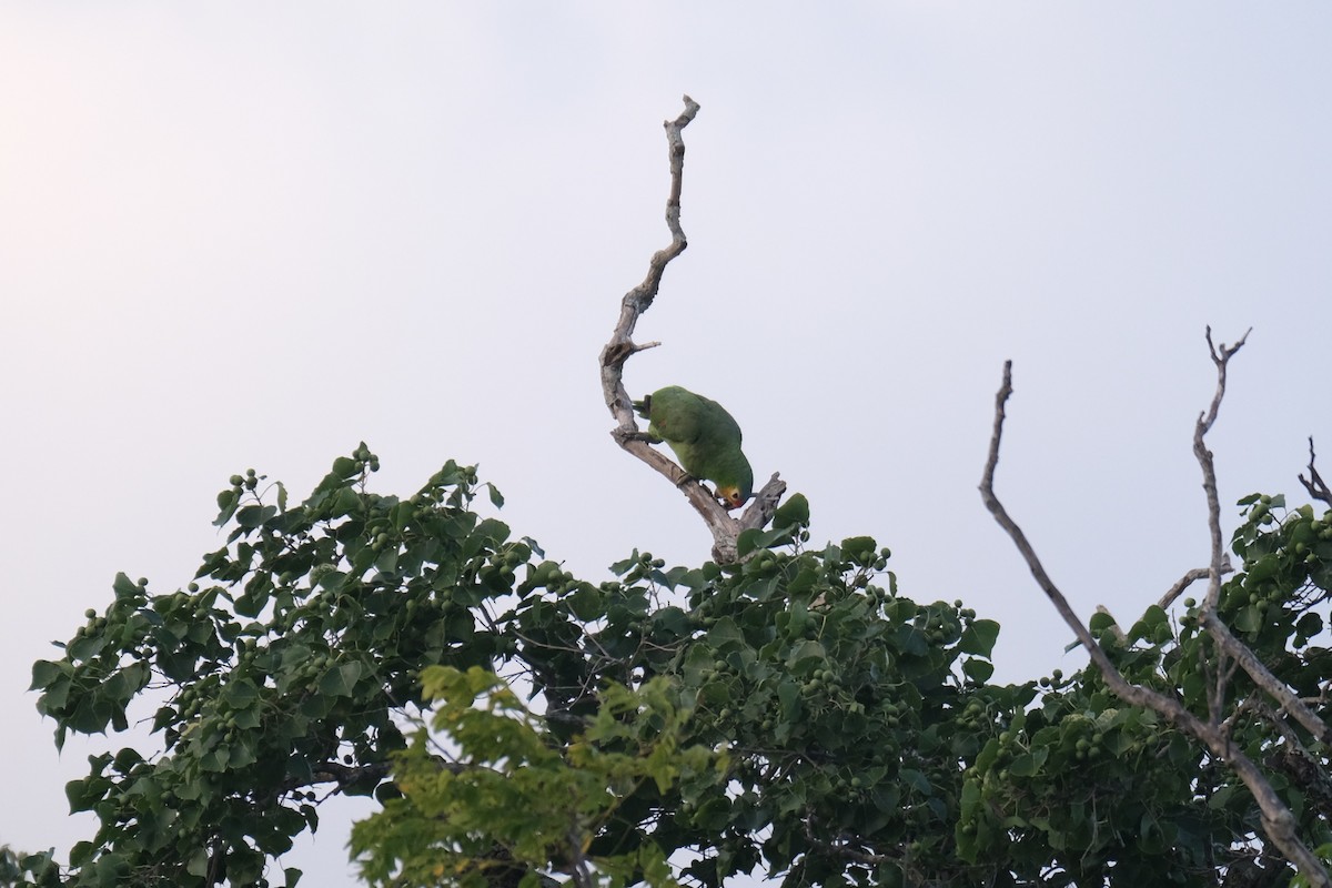 Red-lored Amazon - ML641759486