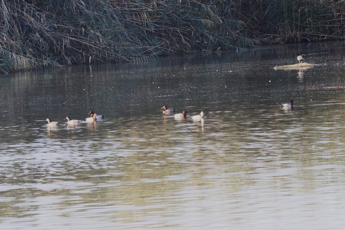 Common Pochard - ML641759499