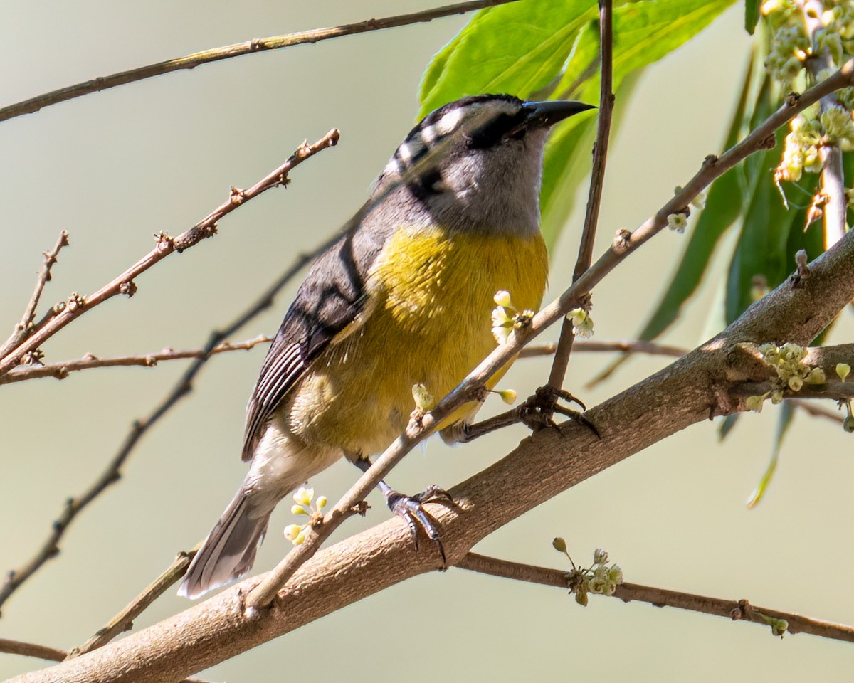 Bananaquit - ML641759500