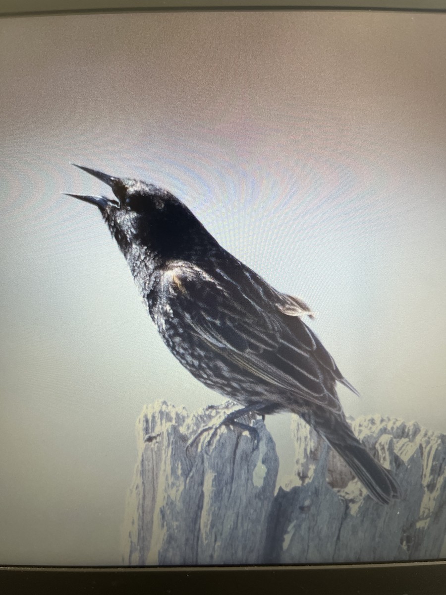 Yellow-winged Blackbird - ML641759501