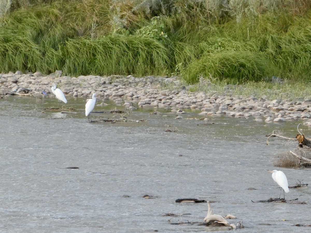 Цасч дэглий - ML641759548