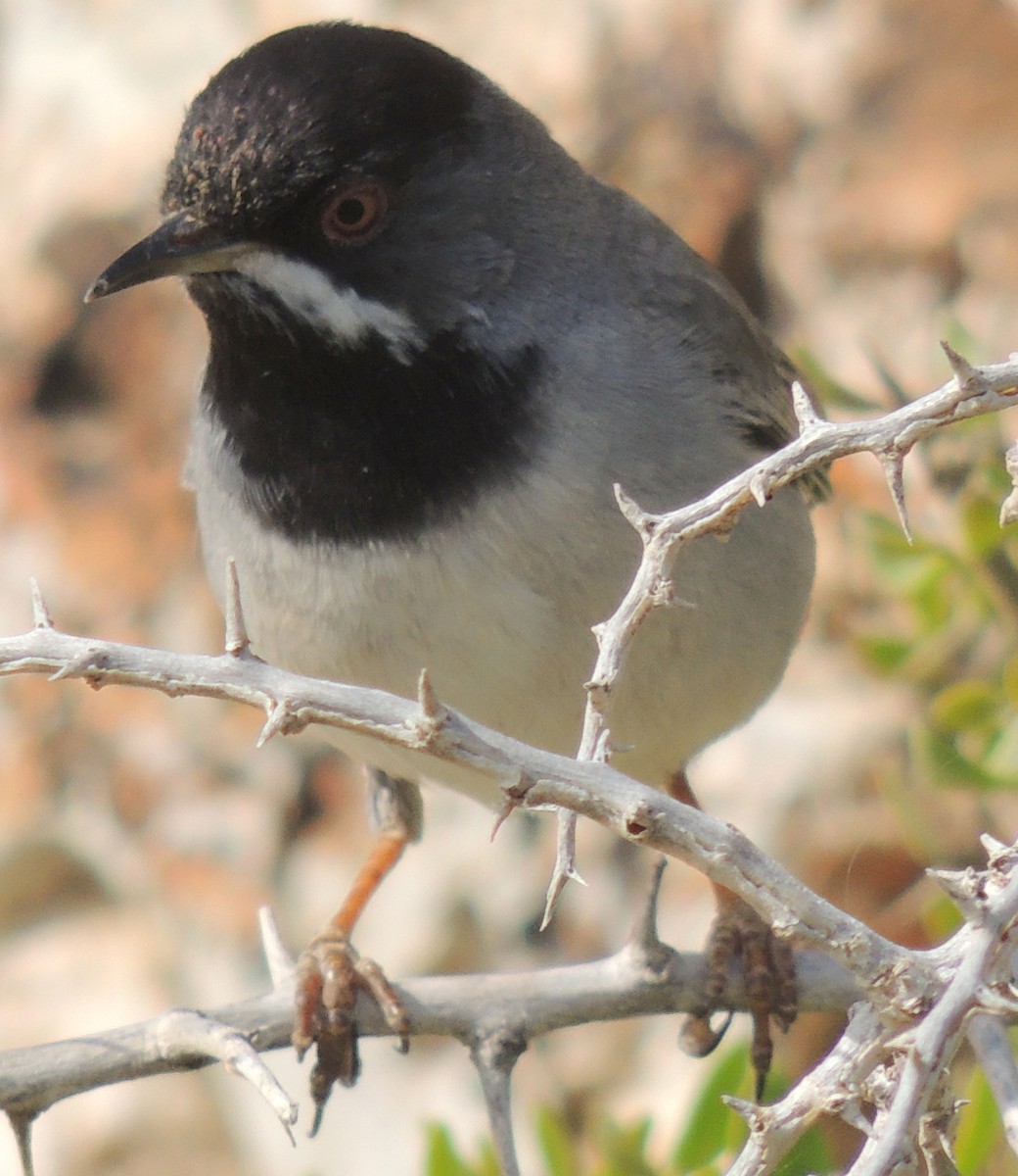 Rüppell's Warbler - ML641759552