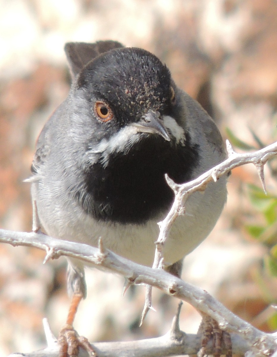 Rüppell's Warbler - ML641759555