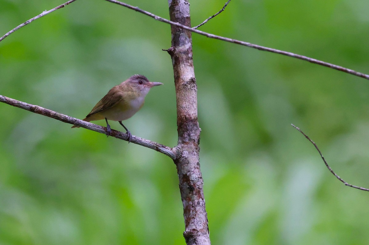 Yellow-green Vireo - ML641759581