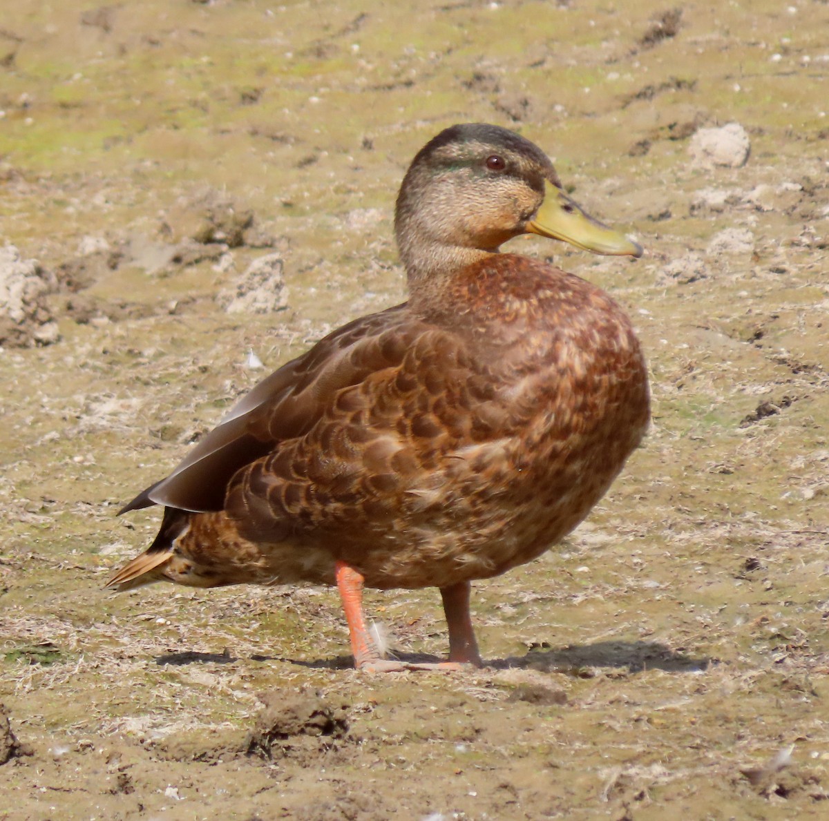 Mallard - ML641759588