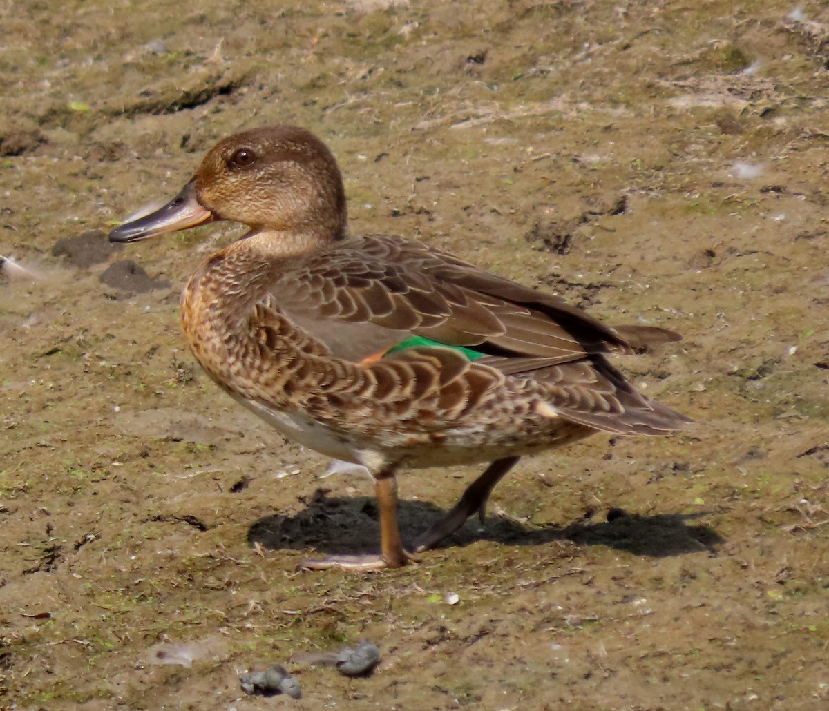 Green-winged Teal - ML641759595