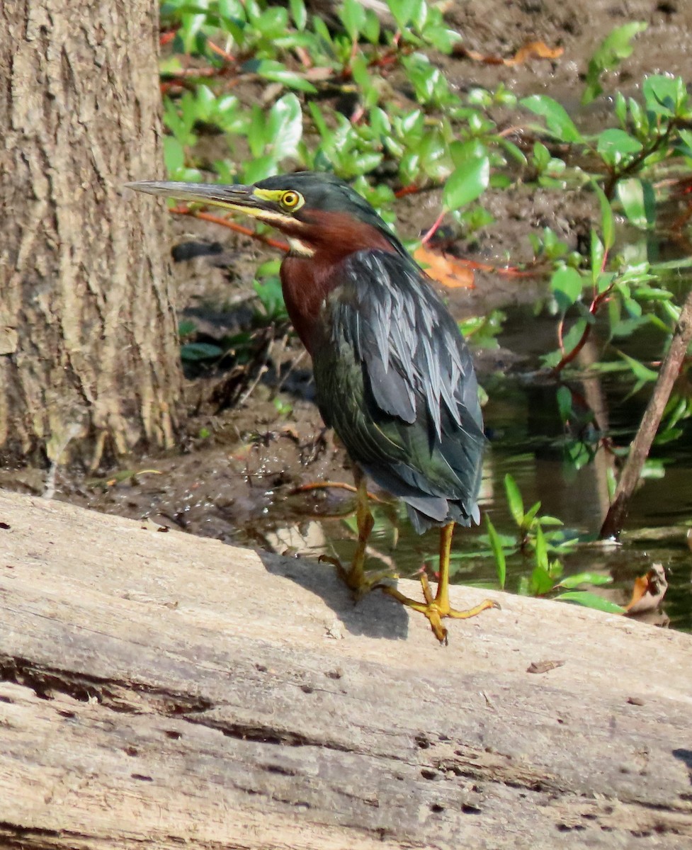 Green Heron - ML641759610