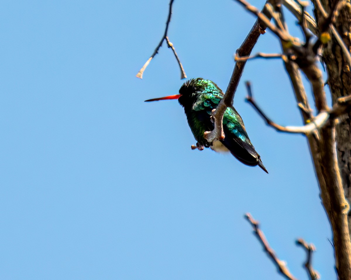 Glittering-bellied Emerald - ML641759693