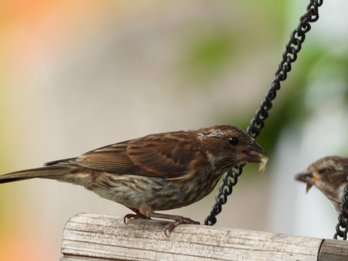Purple Finch - ML641759708