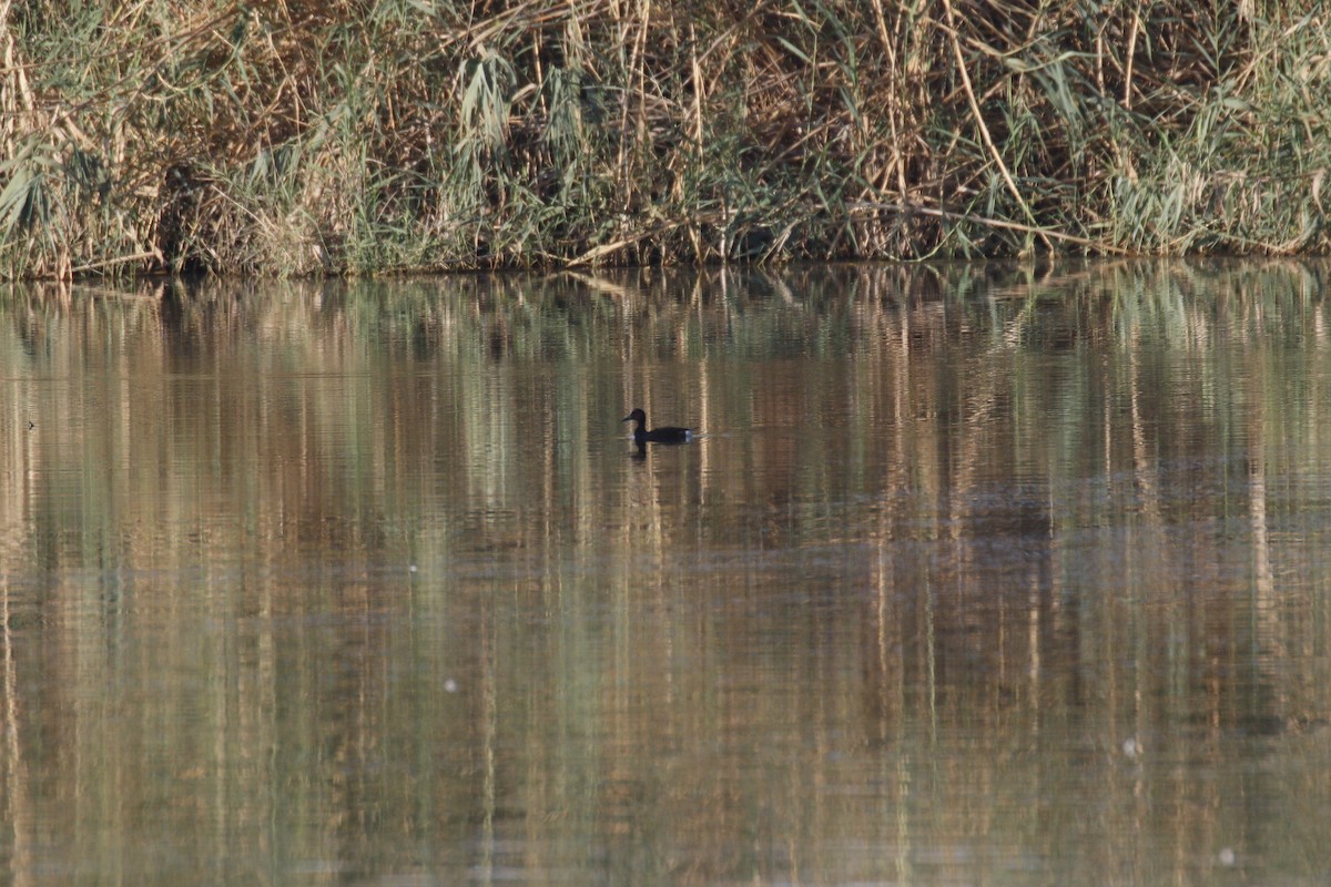 Ferruginous Duck - ML641759711
