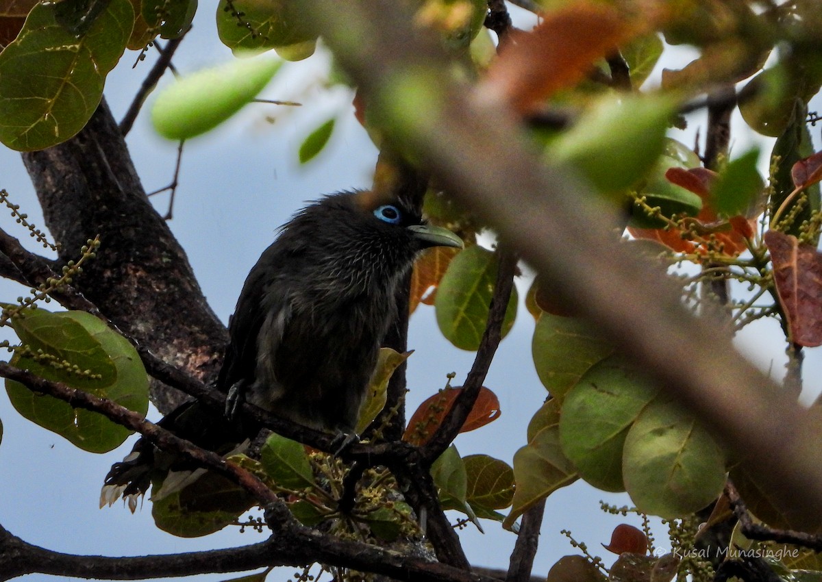 Blue-faced Malkoha - ML641759712