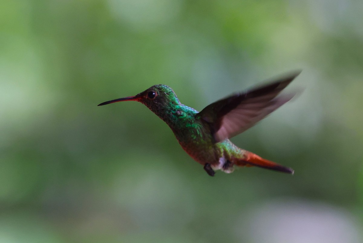 Rufous-tailed Hummingbird - ML641759753