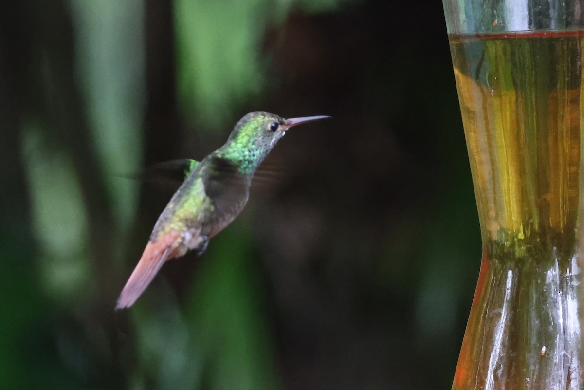 Rufous-tailed Hummingbird - ML641759754