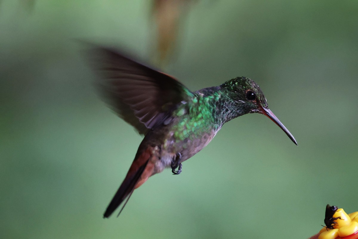 Rufous-tailed Hummingbird - ML641759755