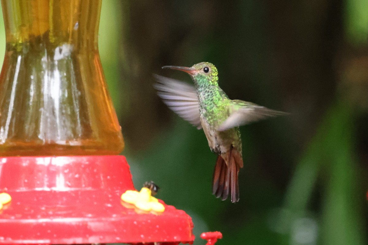 Rufous-tailed Hummingbird - ML641759756