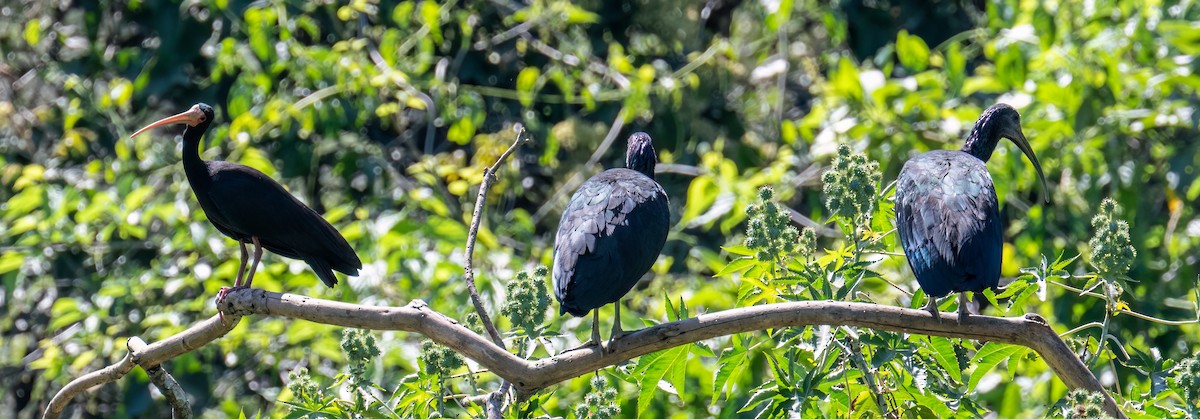 Bare-faced Ibis - ML641759760