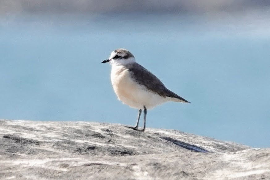 White-fronted Plover - ML641759762